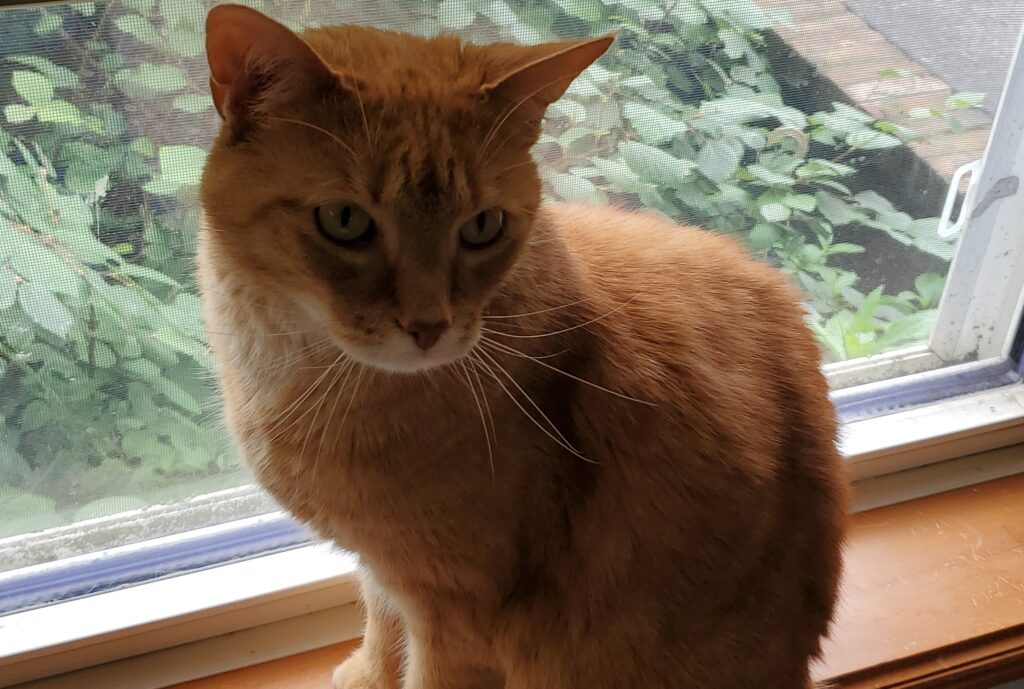 kitty man lion the mighty orange
